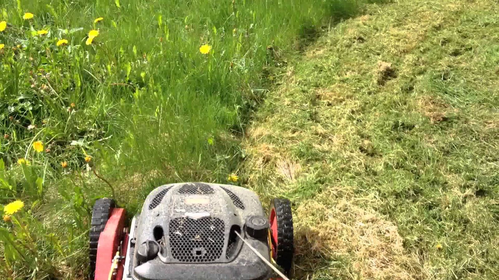 The First Lawn Cut of the Year: A Fresh Start to Spring