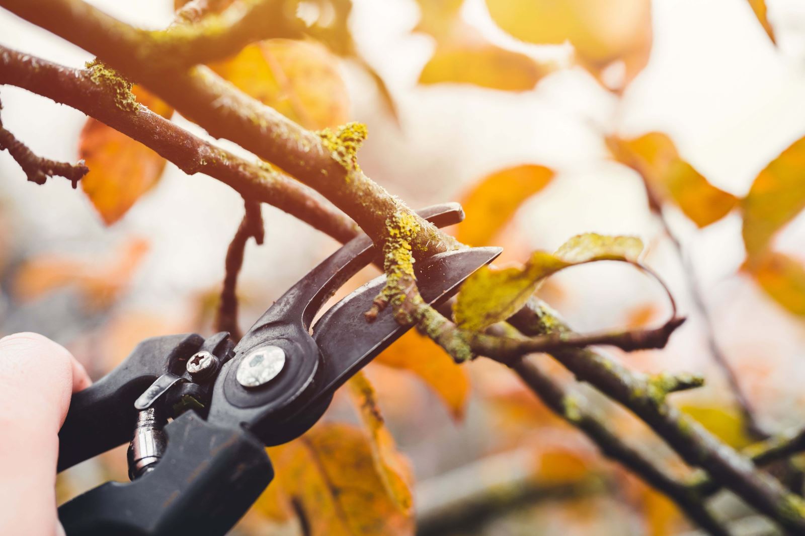 What to prune in Autumn: A seasonal guide to garden care