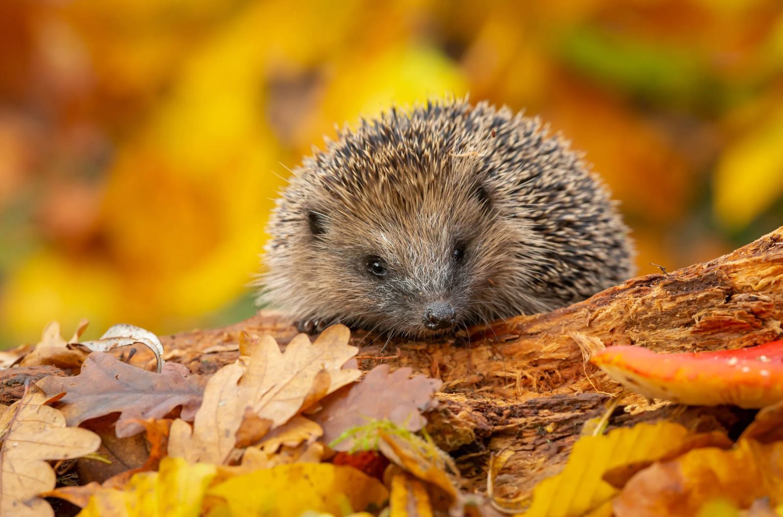 Providing Homes for Overwintering Insects, Hedgehogs, and Frogs