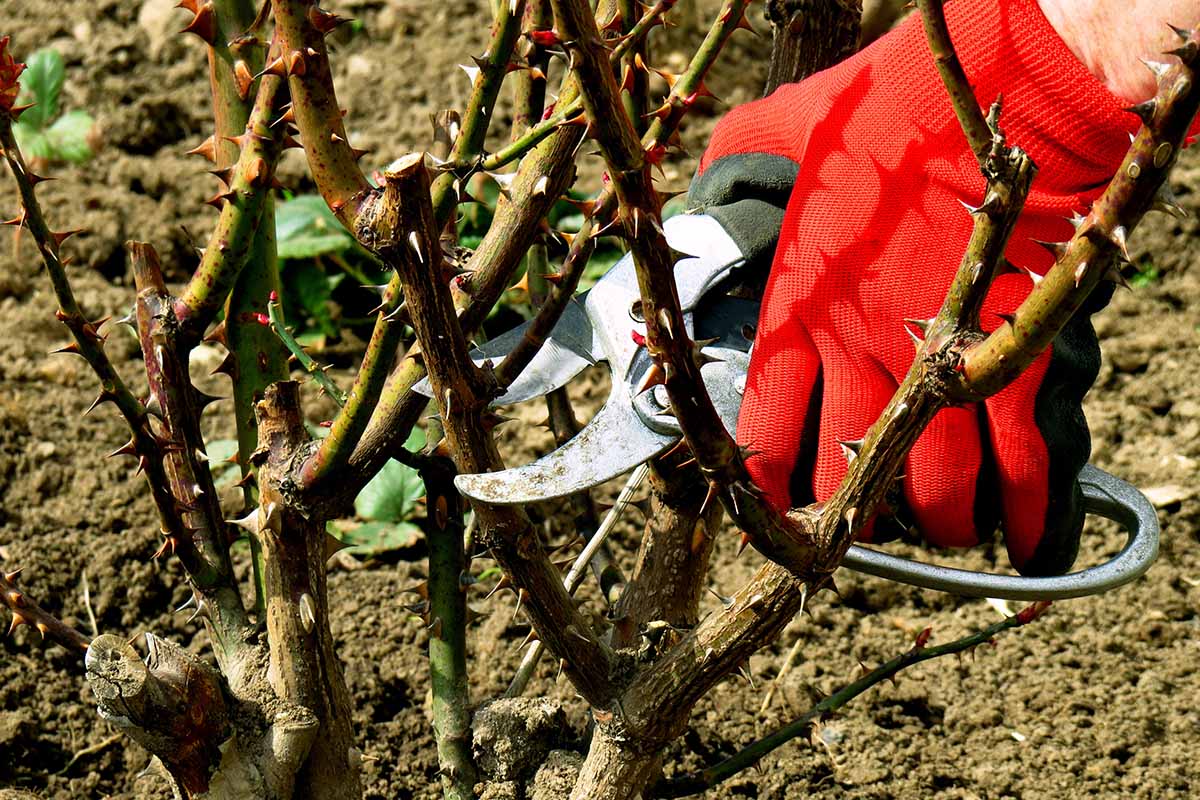 Pruning Roses in November to Prevent Wind Damage