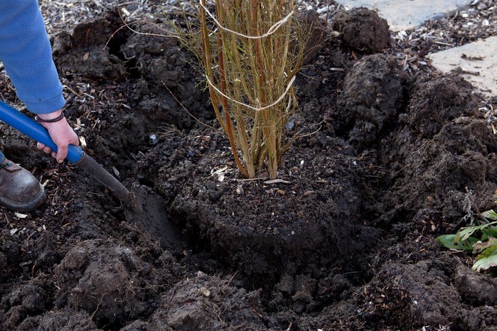 Moving deciduous trees in February: A guide to successful transplanting