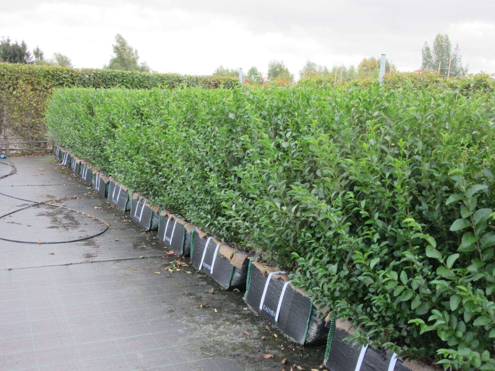 Cut Privet Hedges Back into Shape in December