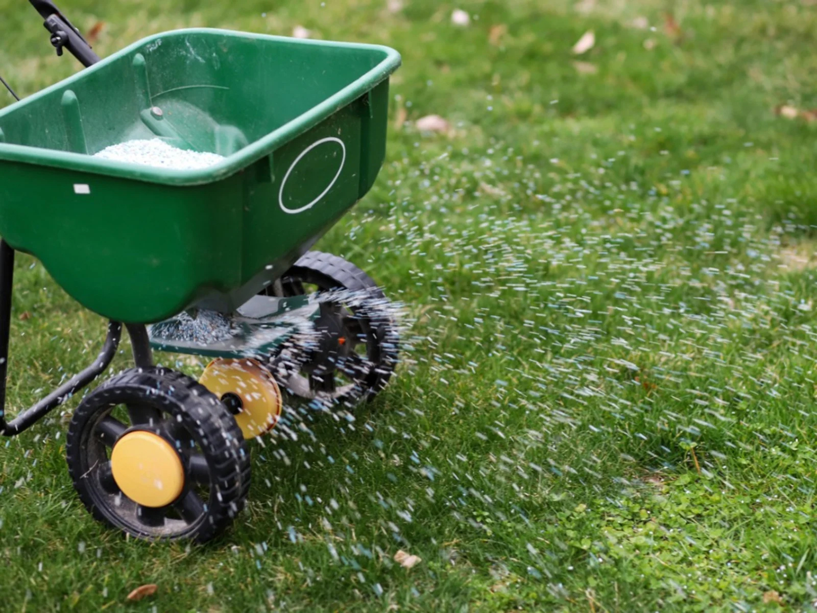 Importance of an Autumn Lawn Feed