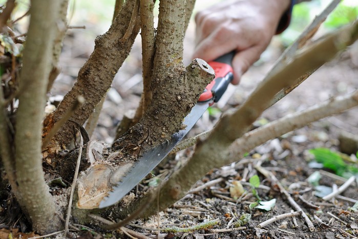 Best time to cut back hedges