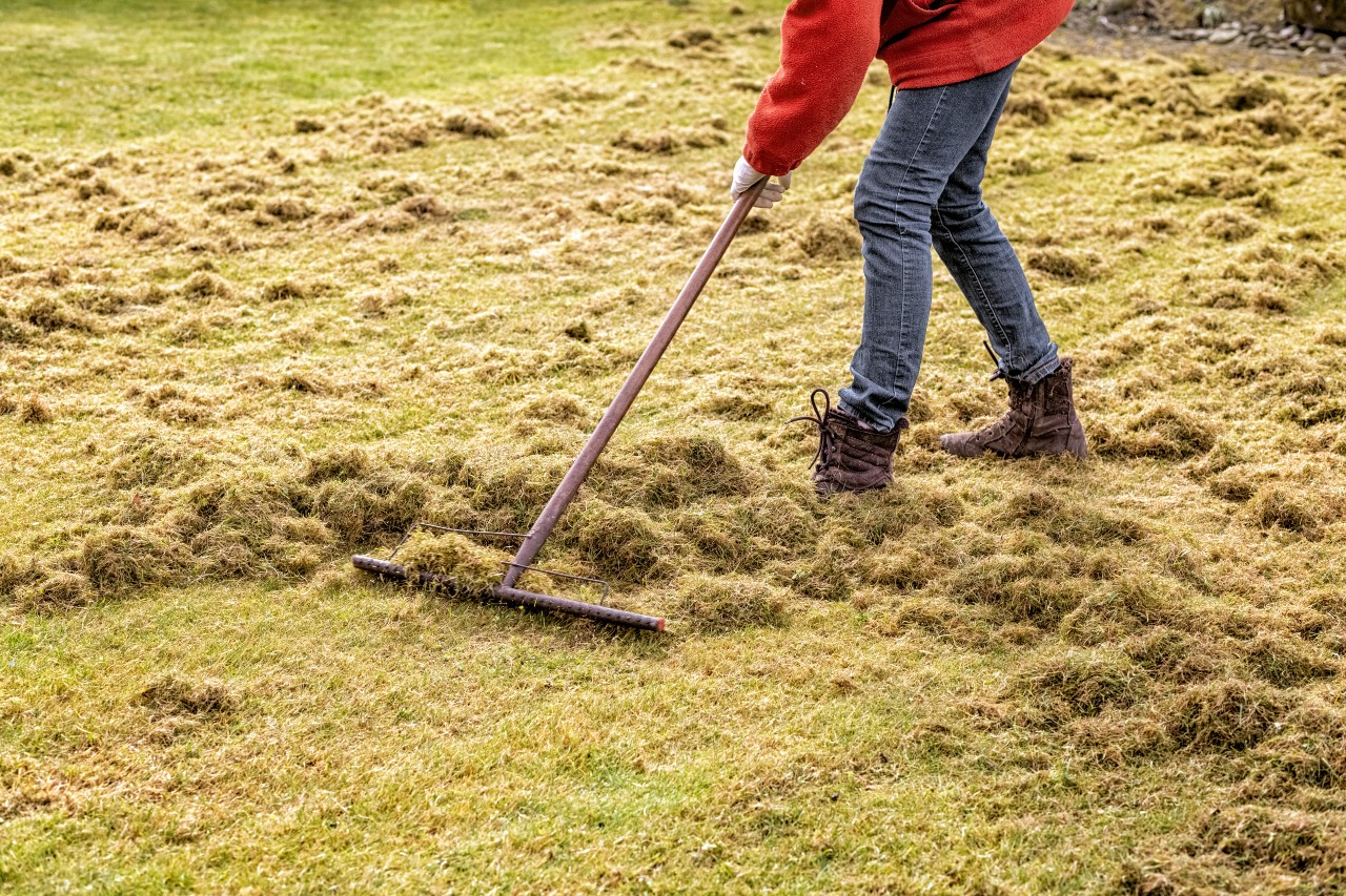 Raking out thatch in Autumn