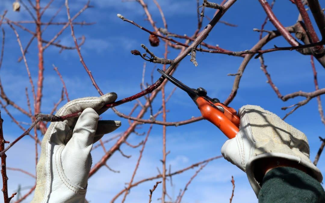  Pruning dormant trees and shrubs