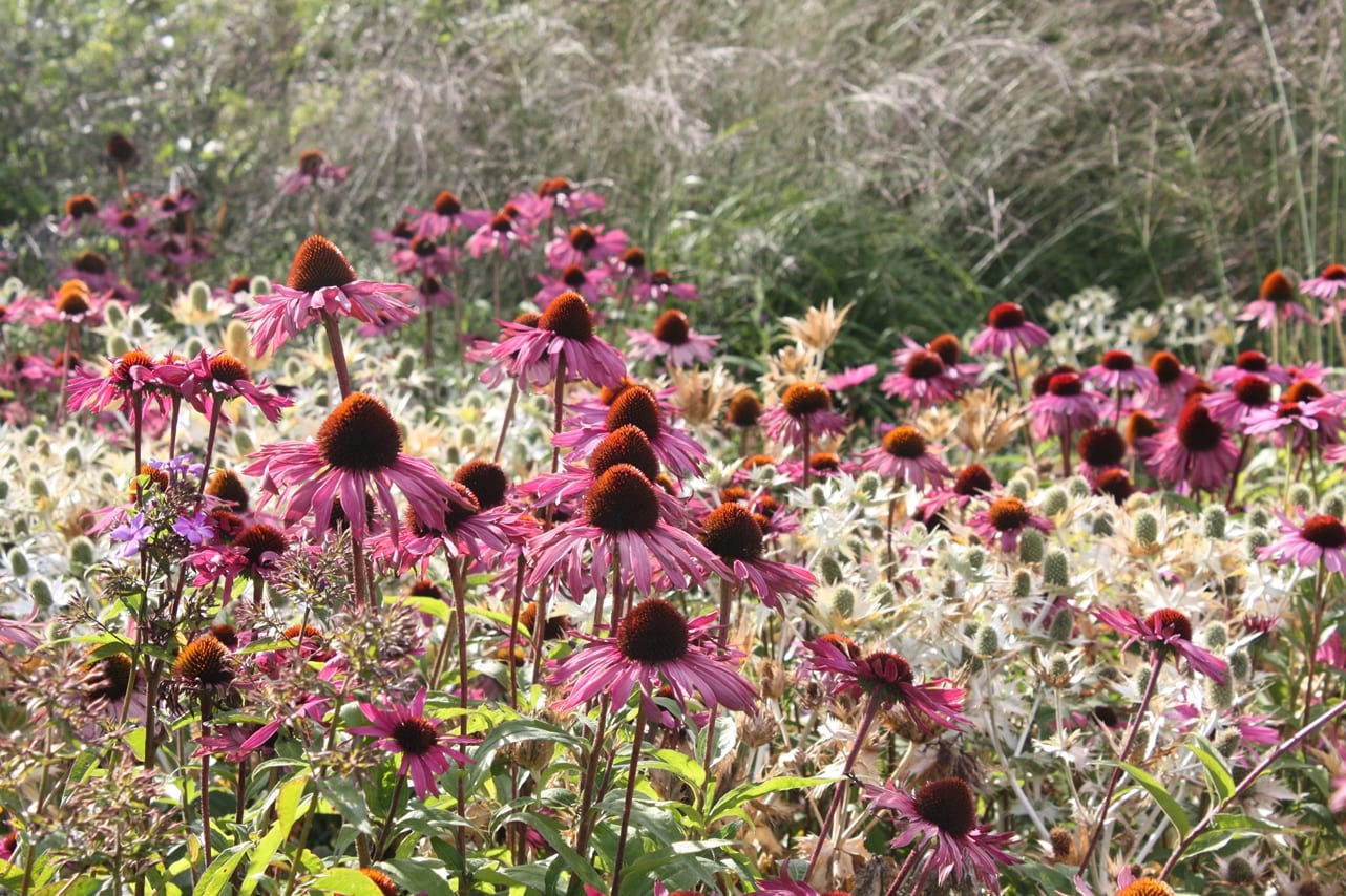 Late summer planting