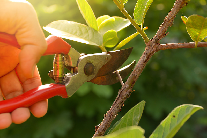 Summer pruning for a thriving garden