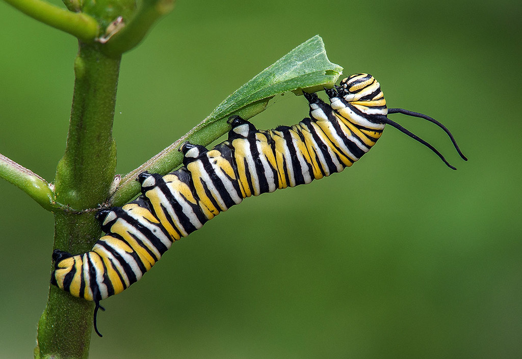 Controlling caterpillars naturally