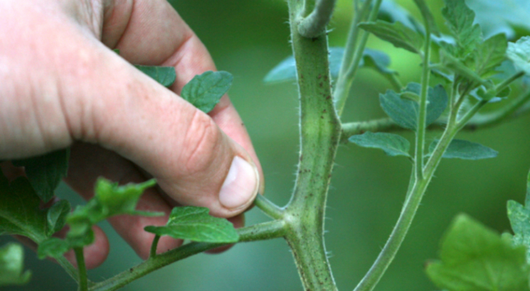 Pinching out new shoots: A gardener’s guide to healthy, bushy plants